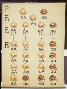 Plakat Ślimaki Cepea autorstwa German School