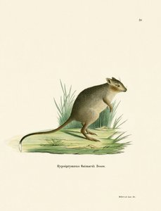Potoroo (kolorowy grawer) autorstwa German School