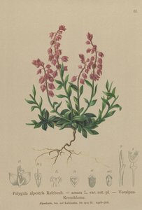 Mleczak przedalpejski (Polygala alpestris, Polygala amara var. aut. pl., Polygala brachyptera) autorstwa German School