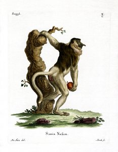 Proboscis Monkey (kolorowy grawerunek) autorstwa German School
