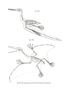 Pterodaktyl (kolor lito) autorstwa German School