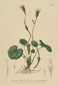 Fioletowy podbiał (Homogyne alpina) autorstwa German School