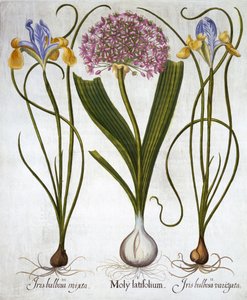 Purple Sensation i hiszpańskie irysy, z Hortus Eystettensis, Basil Besler (1561-1629), wyd. 1613 (grawerowanie ręcznie kolorowane) autorstwa German School
