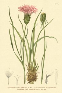 Trawa purpurowa żmije (Scorzonera rosea, Scorzonera purpurea subsp. rosea) autorstwa German School
