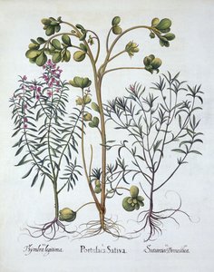 Portulaka, cząber letni i cząber zimowy, z Hortus Eystettensis, Basil Besler (1561-1629), wyd. 1613 (grawerowanie ręcznie kolorowane) autorstwa German School