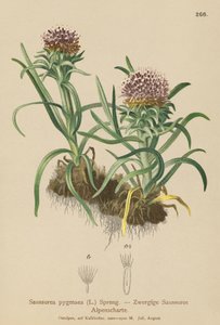 Saussurea karłowata (Saussurea pygmaea) autorstwa German School