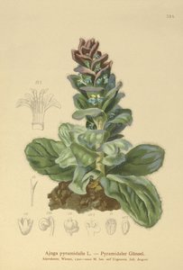 Trąbka piramidalna (Ajuga pyramidalis) autorstwa German School