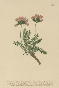 Wyka pirenejska (Oxytropis zaniedbania, Oxytropis cyanea, Oxytropis Gaudini, Oxytropis albana, Oxytropis caucasica, Oxytropis pyrenaica, Astragalus pyrenaicus) autorstwa German School