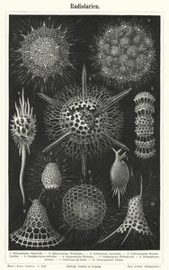 Radiolaria (grawerowanie) autorstwa German School
