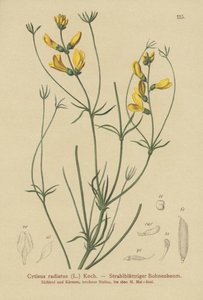 Miotła promienista (Cytisus radiatus, Cytisanthus radiatus, Genista radiata) autorstwa German School