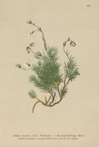 Bodziszek karłowaty (Alsine recurva, Minuartia recurva) autorstwa German School