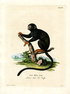 Red-handed Tamarin (kolorowy grawerunek) autorstwa German School