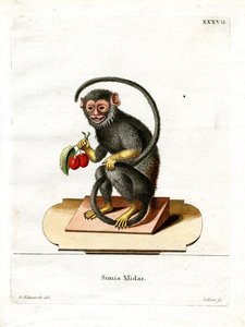 Red-handed Tamarin (kolorowy grawerunek) autorstwa German School