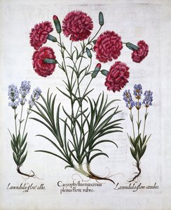 Czerwony goździk i lawenda, z Hortus Eystettensis, Basil Besler (1561-1629), wyd. 1613 (grawerowanie ręcznie kolorowane) autorstwa German School