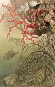 Red Coral, płyta z Brehms Tierleben: Allgemeine Kunde des Tierreichs, vol.10, s.608, wydana przez Bibliographisches Institut, 1893 autorstwa German School