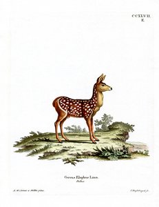 Red Deer Fawn (kolorowy grawerunek) autorstwa German School