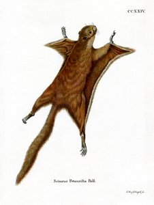 Red Giant Flying Squirrel (kolorowy grawerunek) autorstwa German School