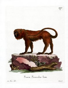 Red Howler (kolorowy grawerunek) autorstwa German School