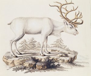 Renifer (Cervus tarandus), z Mammals ilustrowany z natury wraz z opisami, Johann Christian Daniel von Schreber (1739-1810), rycina I Nufsbiegel, tom 5, tablica 248-C, Niemcy autorstwa German School