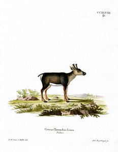 Renifer Fawn (kolorowy grawerunek) autorstwa German School