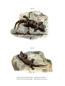 Ringed Wall Gecko (kolor lito) autorstwa German School