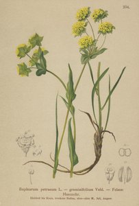 Ucho zająca skalnego (Bupleurum petraeum, Bupleurum graminifolium) autorstwa German School