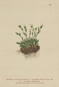Saxifrage skalna (Saxifraga controversa, Saxifraga adscendens) autorstwa German School