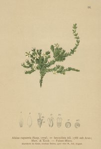 Zaskalnik skalny (Alsine rupestris, Alsine lanceolata, Minuartia rupestris) autorstwa German School