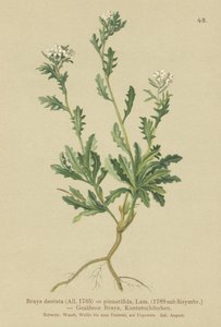 Rzeżucha (Braya dentata, Braya pinnatifida, Murbeckiella pinnatifida, Arabette pennatifida, Trawa Cornacchia pennatifida) autorstwa German School
