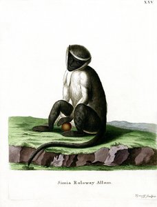 Roloway Guenon (kolorowy grawerunek) autorstwa German School