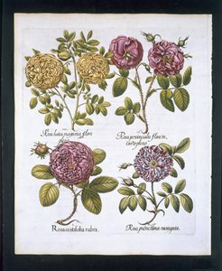 Róże, tablica 95 z Hortus Eystettensis by Basil Besler (1561-1629) wyd. 1613 (ręcznie kolorowane grawerowanie) autorstwa German School