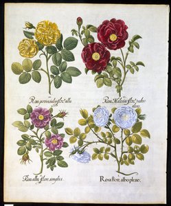 Róże, płyta 96 z Hortus Eystettemsis autorstwa Basila Beslera (1561-1629) pub w 1613 r. (rycina ręcznie kolorowana) autorstwa German School