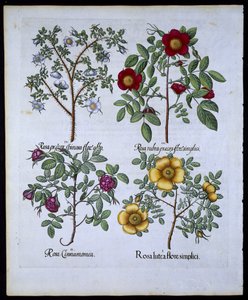 Róże, tablica 98 z Hortus Eystettensis autorstwa Basila Beslera (1561-1629) wyd. 1613 (ręcznie kolorowane grawerowanie) autorstwa German School