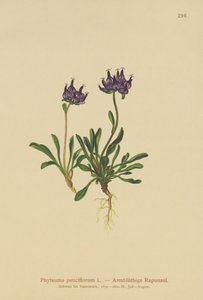 Rampion okrągłogłowy (Phyteuma pauciflorum, Rapunculus pauciflorus, Phyteuma globulariifolium) autorstwa German School