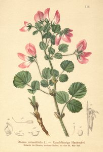 Restharrow okrągłolistny (Ononis rotundifolia, Ononis tribracteata) autorstwa German School