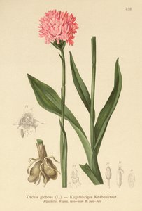 Storczyk okrągłogłowy (Orchis globosa, Traunsteinera globosa) autorstwa German School