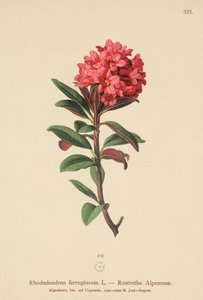Alpenrose rdzawolistna (Rhododendron ferrugineum) autorstwa German School