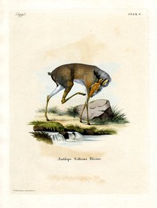 Dikdik soli (kolorowy grawer) autorstwa German School