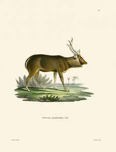 Sambar (kolorowy grawer) autorstwa German School