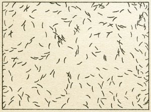 Próbka bakterii w wodzie z kranu ok. 1890 r. (chromolitografia kolorowa) autorstwa German School