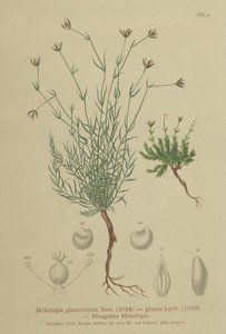 Sandwort (Moehringia glaucovirens, Möhringia glaucovirens, Möhringia glauca, Moehringia glauca, Arenaria glaucovirens) autorstwa German School