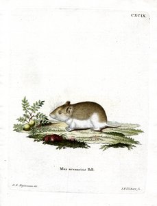 Sandy Mole Rat (kolorowy grawerunek) autorstwa German School