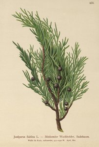 Jałowiec Savin (Juniperus Sabina) autorstwa German School