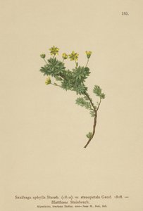 Saxifraga (Saxifraga aphylla, Saxifraga stenopetala) autorstwa German School