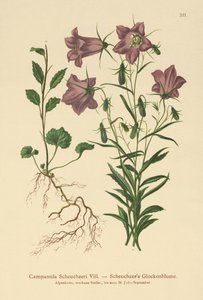 Scheuchzers Bellflower (Campanula Scheuzeri) autorstwa German School