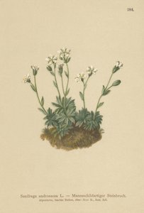 Skalnica piaskowa (Saxifraga androsacea) autorstwa German School