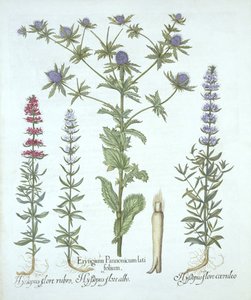 Ostrokrzew i trzy rodzaje hizopu, z Hortus Eystettensis, Basil Besler (1561-1629), wyd. 1613 (grawerowanie ręcznie kolorowane) autorstwa German School