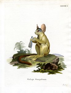 Senegal Bushbaby (kolorowy grawerunek) autorstwa German School