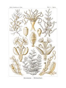 Sertulariae, 1899-1904 autorstwa German School