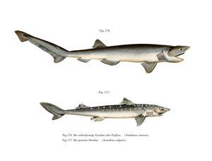 Sharpnose Sevengill Shark (kolor lito) autorstwa German School